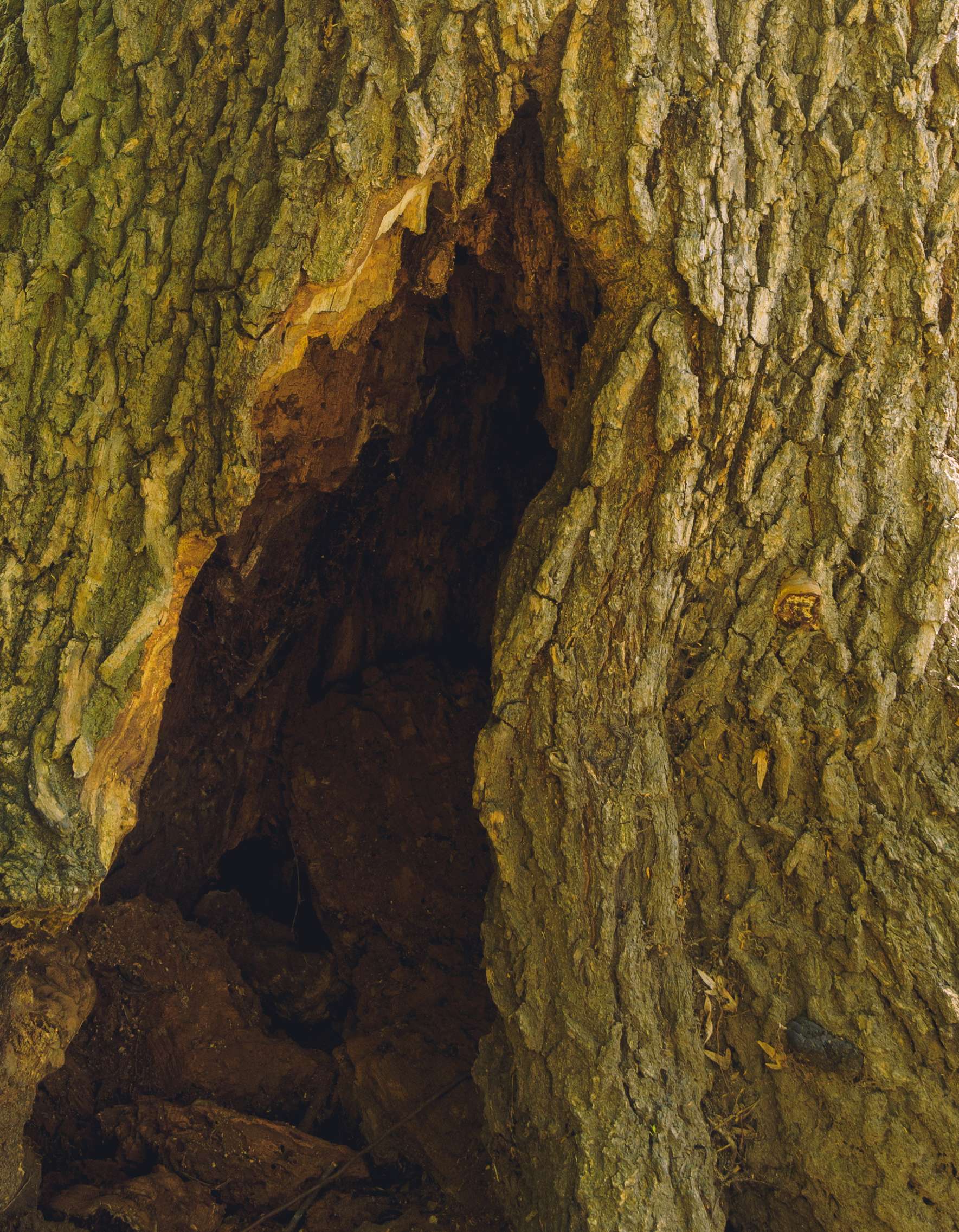 Tree With A Hole (Close)